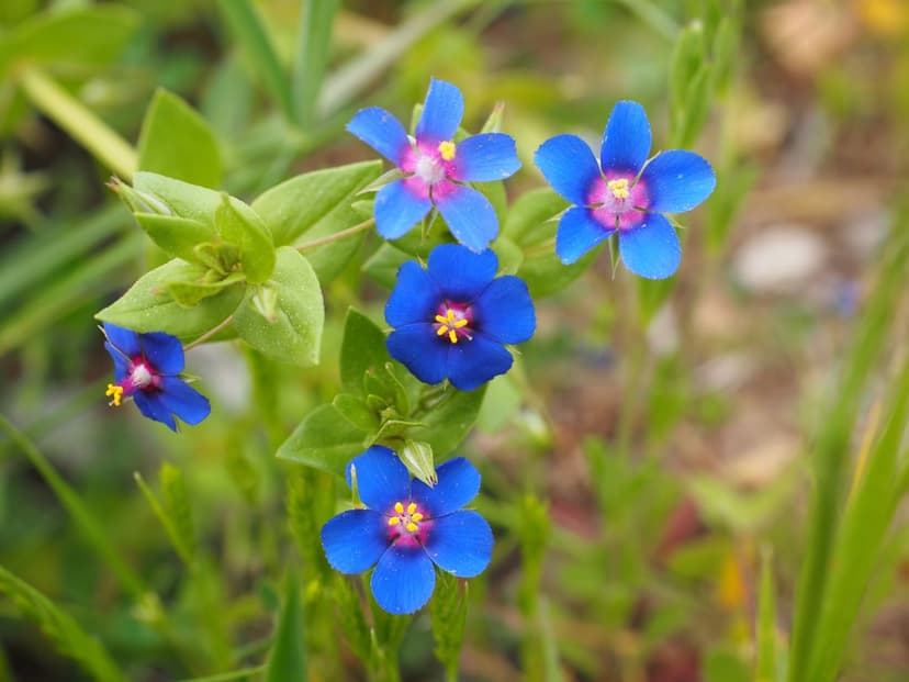 Blue pimpernel flowers with pink centers and yellow stamens bloom against a soft, blurred green leaf background.