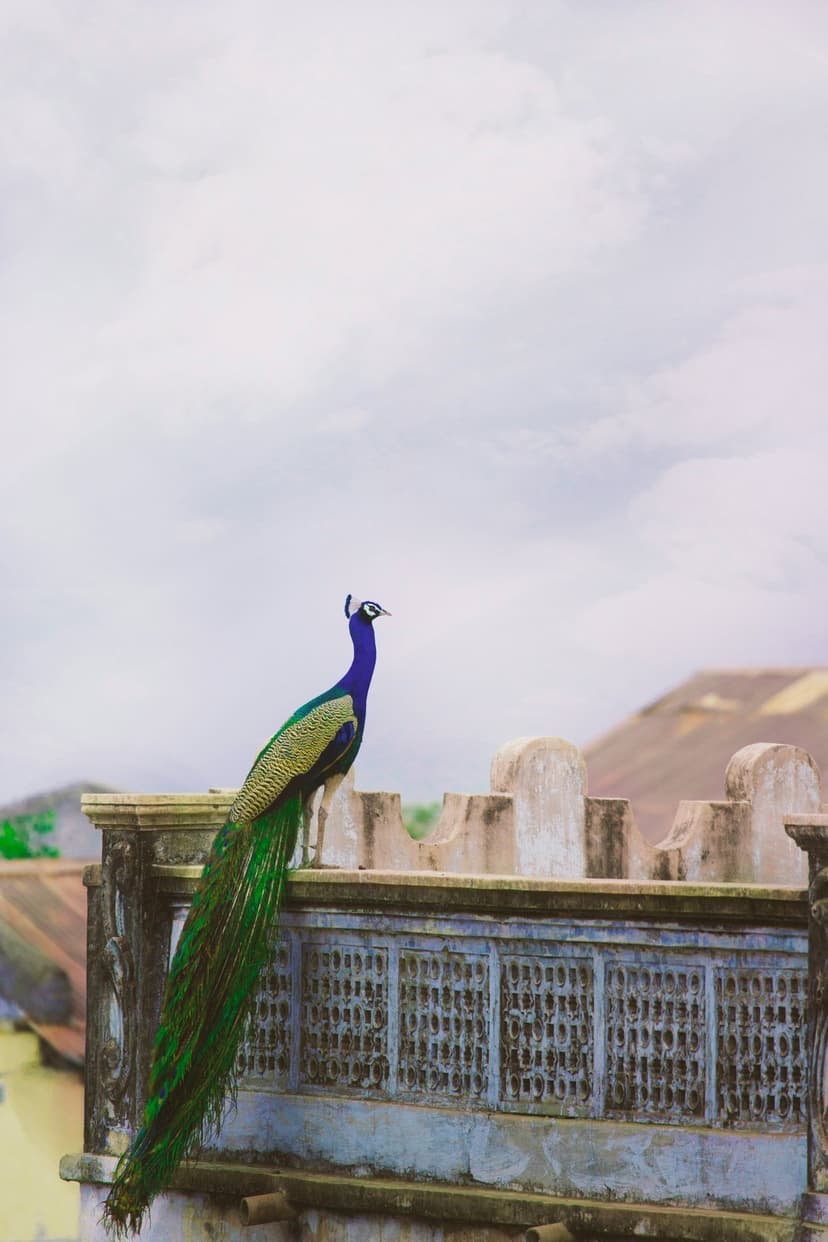 Peacock with long blue and green tail feathers perched on a weathered stone balcony against a soft cloudy sky.