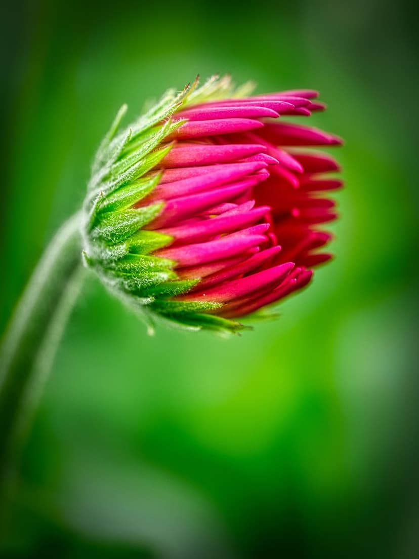 Pink Gerbera daisy bud with fuzzy green sepals against a soft blurred emerald background in a vertical macro shot.