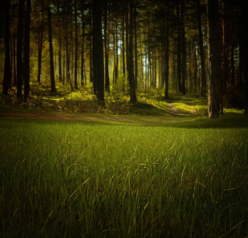 Sun-drenched forest path winding through a vibrant green meadow toward a dense canopy of tall, dark evergreen trees.