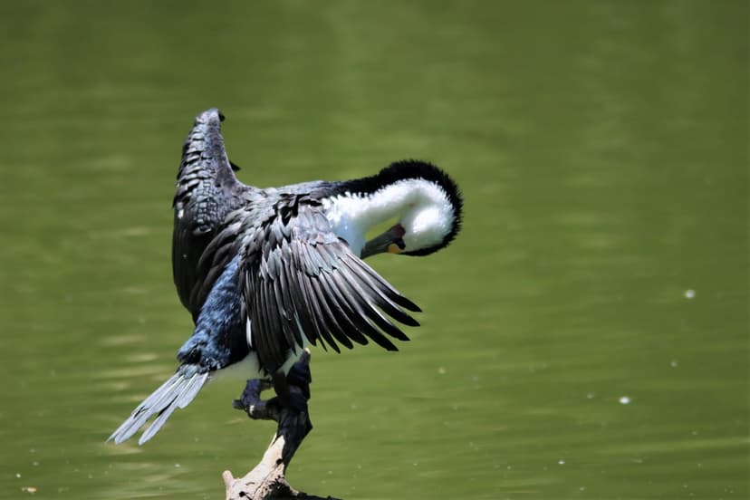 Cormorant bird with black and white feathers preening on a dry branch above still green lake water.