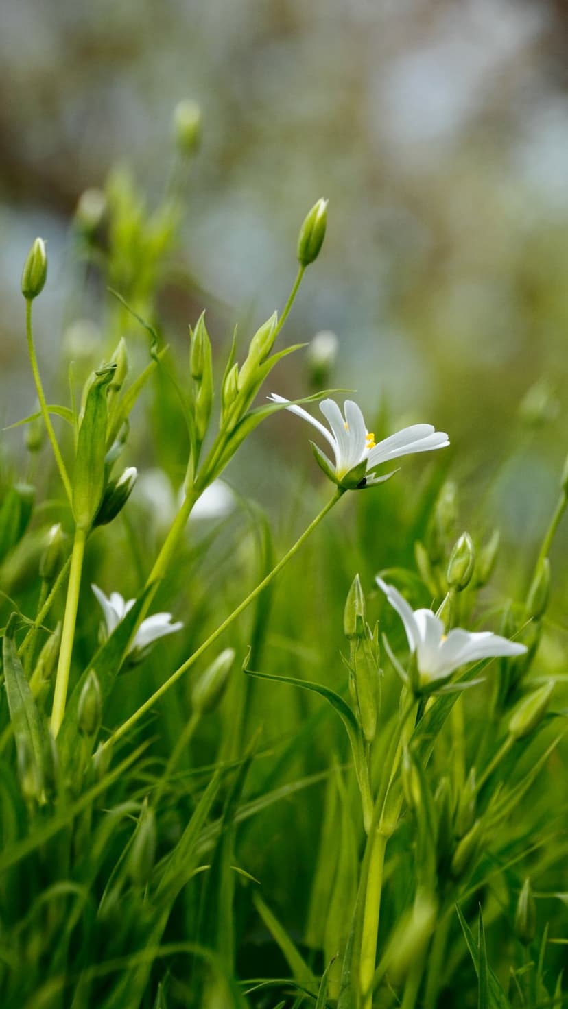 White wildflowers and closed buds grow through vibrant green grass blades with a soft blurred background.