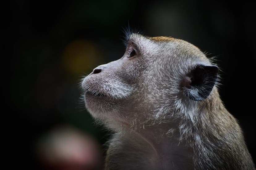 Primate profile with textured fur and a thoughtful expression looking upward against a dark, shadowed background.