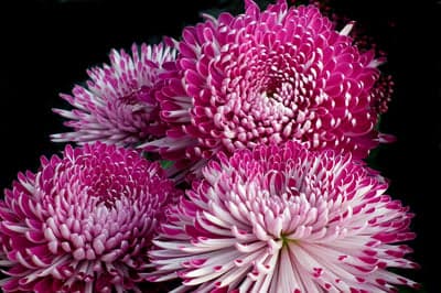 Radiant Pink Spider Chrysanthemum Macro Floral Wallpaper