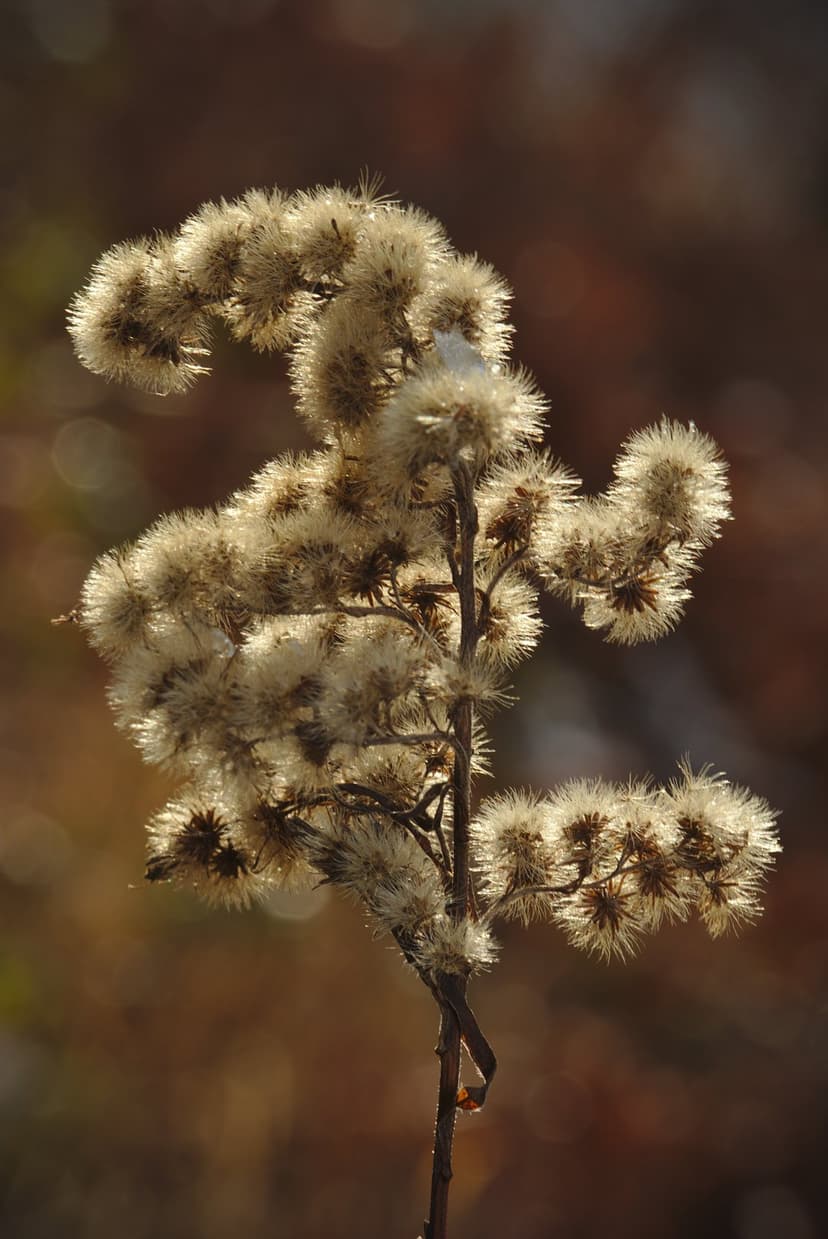 White fluffy seed heads illuminated by golden backlight against a soft orange and brown blurred foliage background.