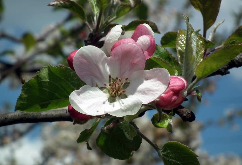 Apple blossom with white petals and pink buds grows on a branch against a bright blue sky in a vertical close-up.