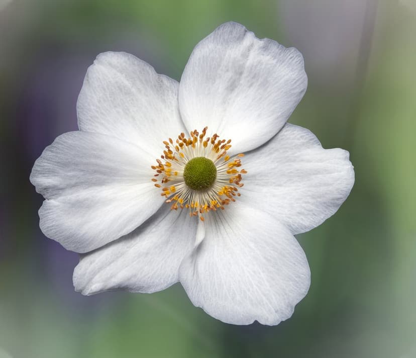 White Japanese Anemone flower with a green center and yellow stamens against a purple and green bokeh background.