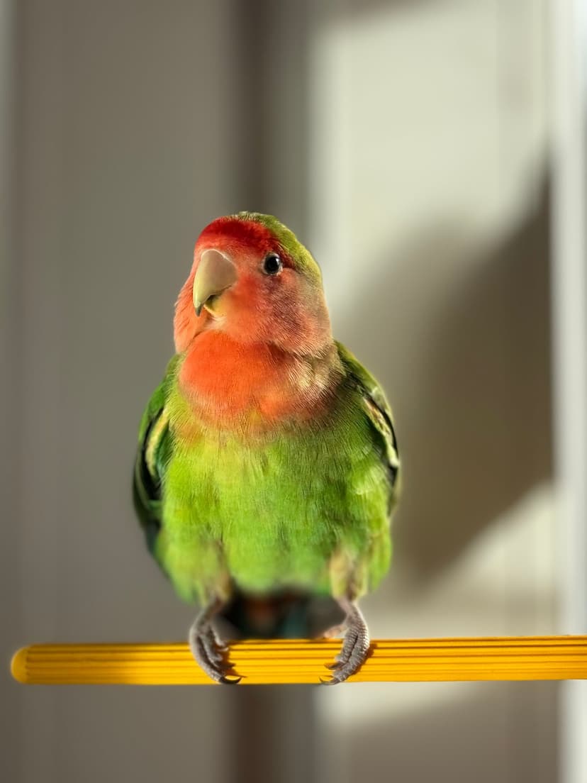 Rosy-faced lovebird with green feathers and a pink head perches on a yellow bar against a soft-focus background.