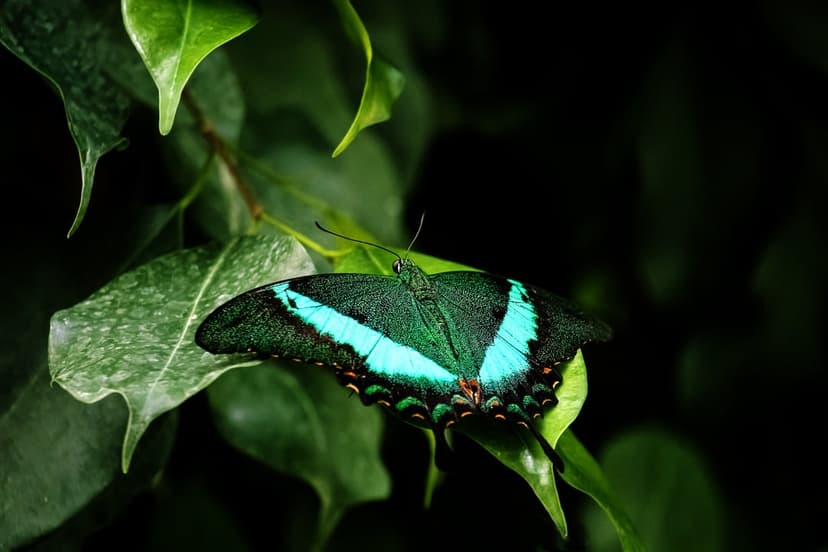 Emerald green butterfly with turquoise wing patterns rests on a thick green leaf with a dark blurred background.