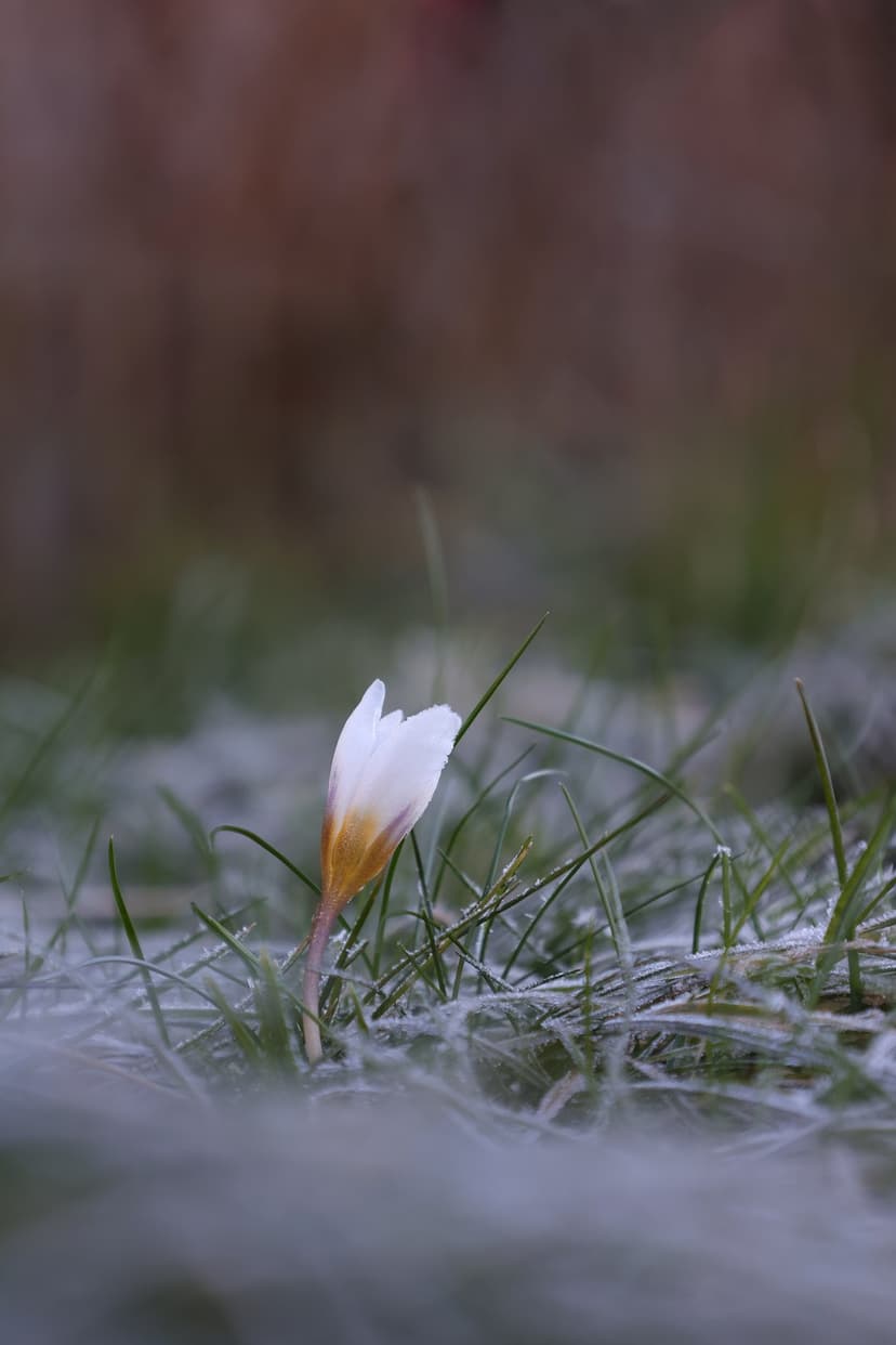 White crocus flower with an orange center pushes through frost-covered blades of grass in a soft-focus meadow.