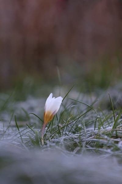White Crocus Petals in Frozen Grass Mobile Wallpaper