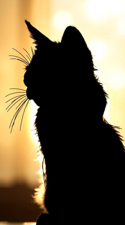Golden Sunset Feline Silhouette Mobile Phone Wallpaper