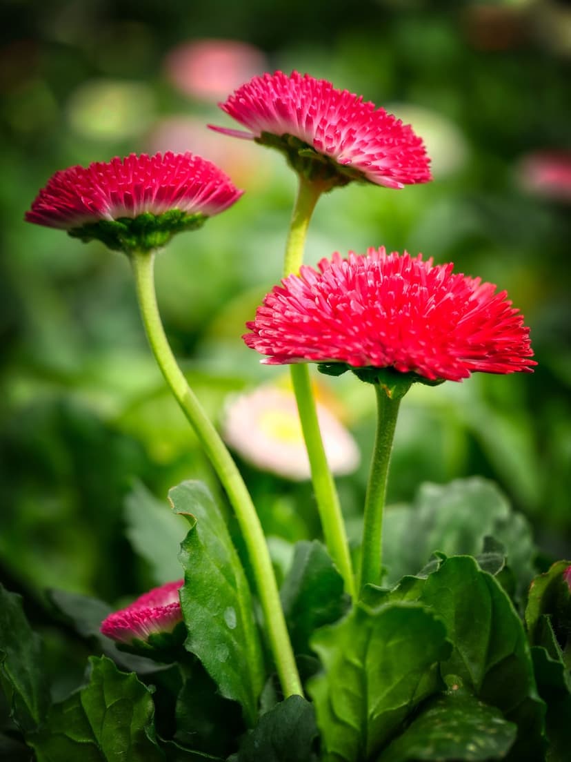 Three red daisies with detailed petals and green stems stand against a blurry, soft-focus garden backdrop.