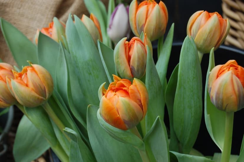 Orange tulip buds with green tips and lush leaves in a soft-focus close-up, highlighting spring floral textures.