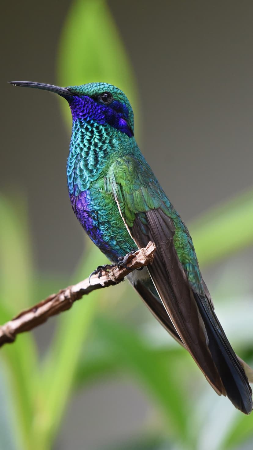 Hummingbird with shimmering blue and green plumage rests on a thin twig against a soft blurred forest background.