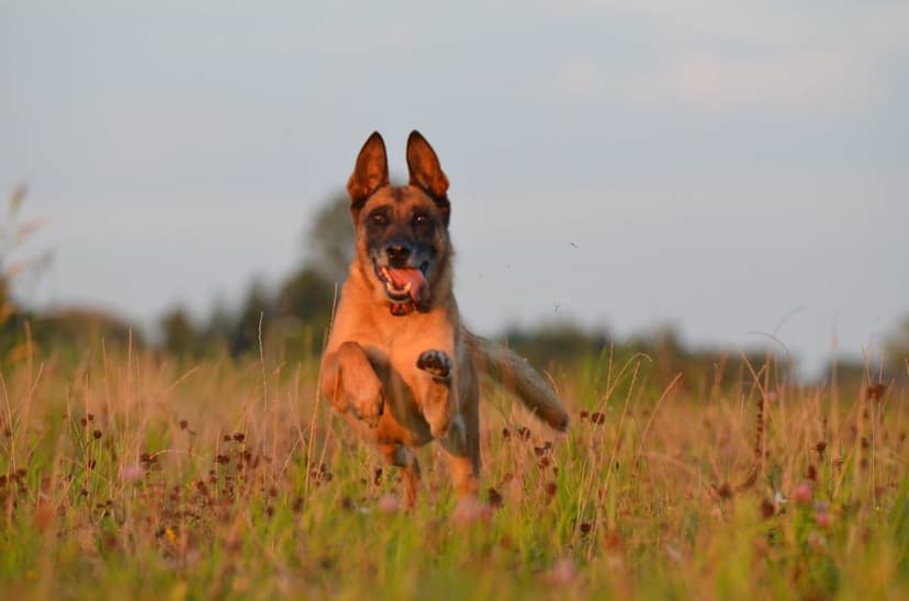 Belgian Malinois running through tall grass at sunset during golden hour in a vertical meadow scene.