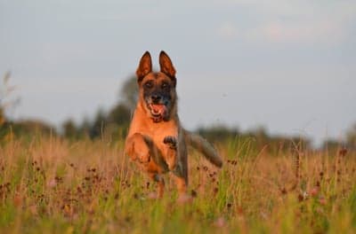 Belgian Malinois Dog Running in Field at Sunset