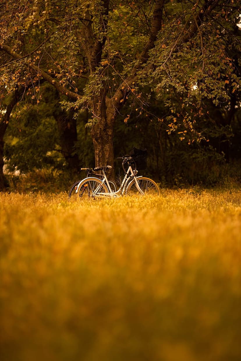 White bicycle leaning against a large tree in a golden autumn field with soft focus grass in the foreground.
