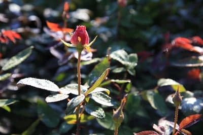 Red Rose Bud with Morning Dew Drops Phone Wallpaper