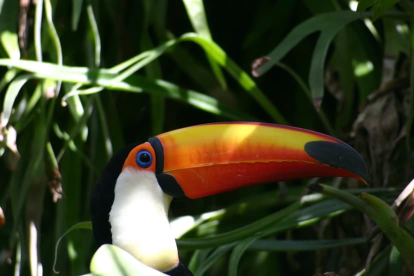 Toucan with a bright orange and yellow beak and blue eye stands before blurred tropical green jungle leaves.