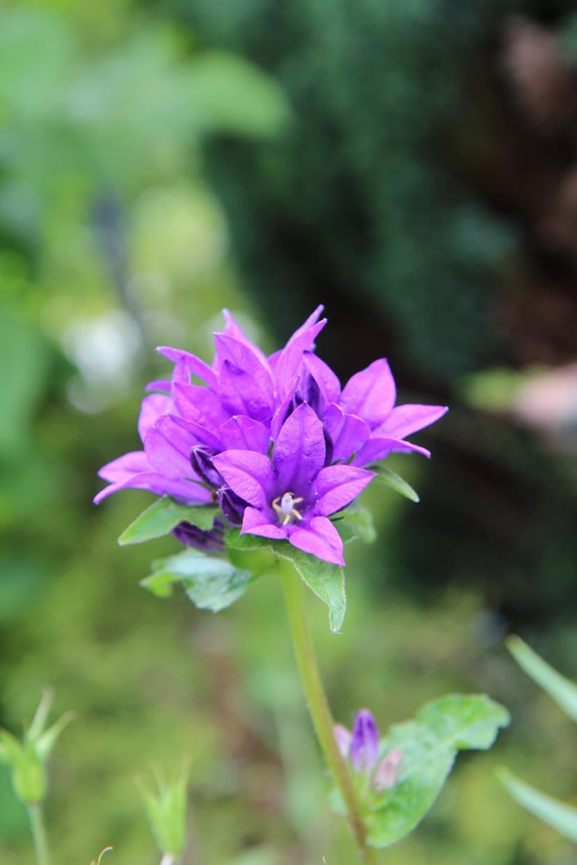 Purple campanula flower with star-shaped petals and a yellow stamen against a blurred green garden background.