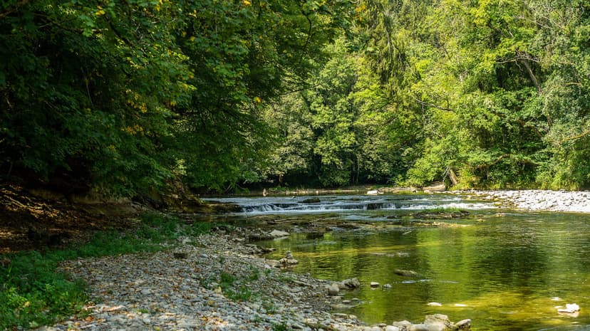Shallow river flows over smooth rocks through a dense green forest with dappled sunlight hitting the water.