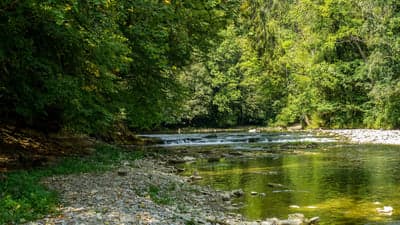 Sunlit Verdant Forest Stream Mobile Background Nature