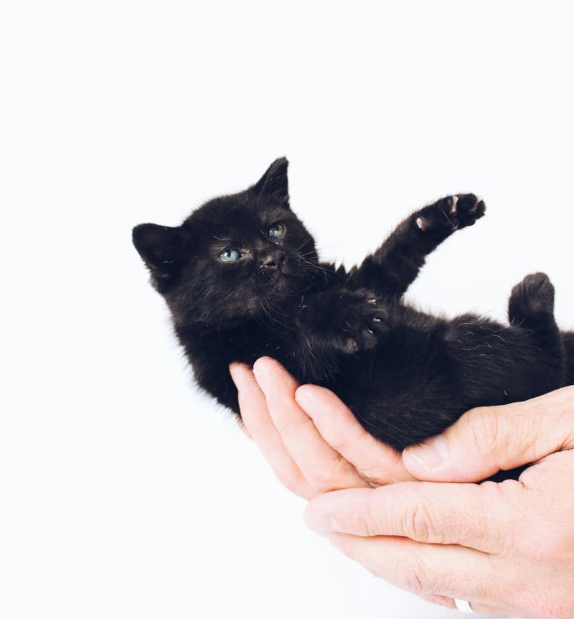Black kitten with blue eyes lying on its back in cupped hands against a minimalist white background.
