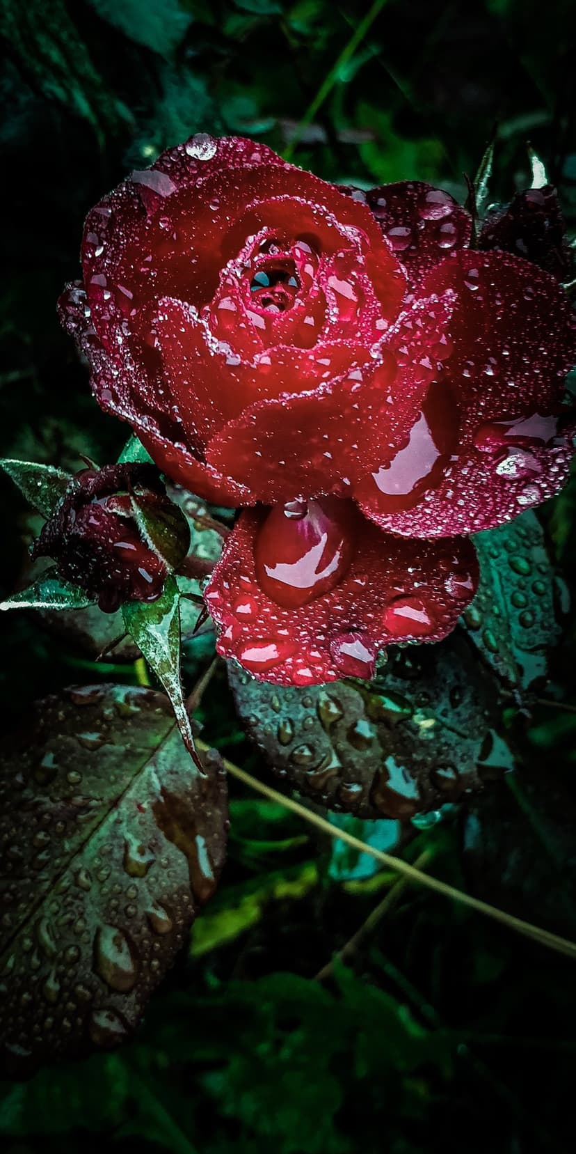 Red rose petals holding clear water droplets against a dark green bokeh background in a detailed macro view.