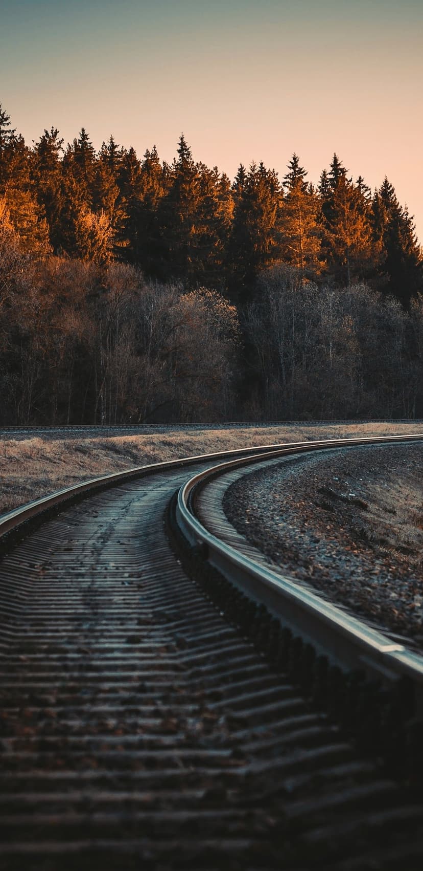 Weathered railway tracks curve toward a dense forest glowing in warm golden sunlight under a soft evening sky.