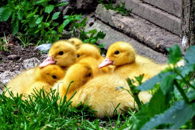 Yellow ducklings huddle together in a lush green meadow with visible pink beaks and soft downy feathers.