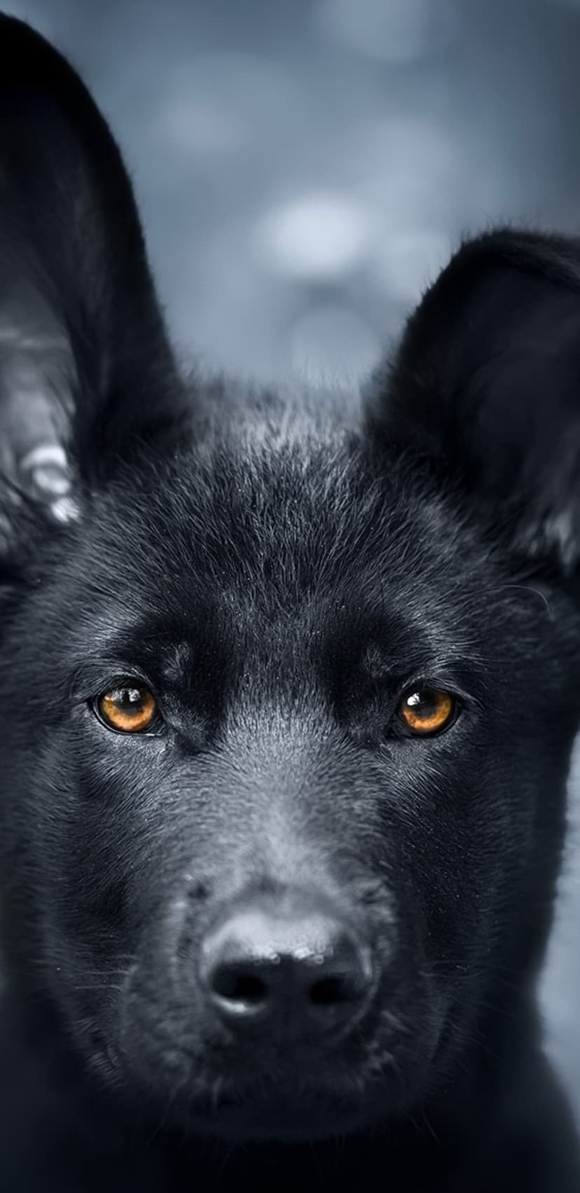 Black dog with large upright ears and glowing amber eyes gazes forward against a dark, blurred backdrop.