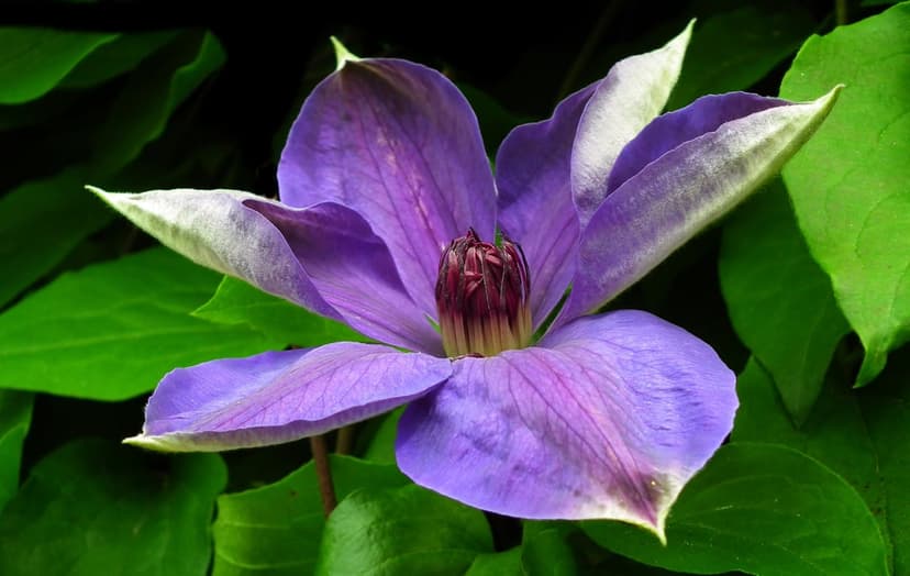 Purple clematis flower with white-edged petals and dark stamens nestled among vibrant green garden leaves.