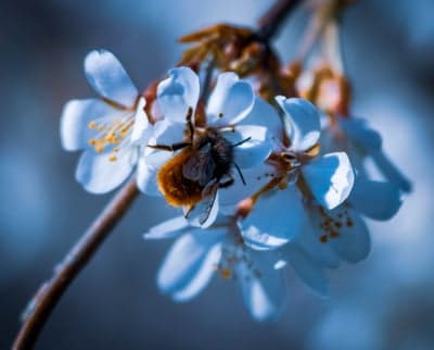 Honeybee on White Sakura Petals Mobile Background