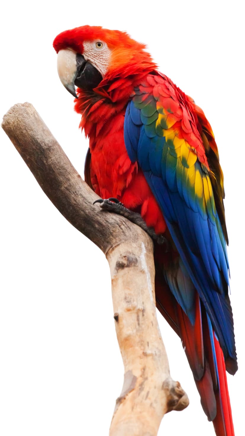 Scarlet Macaw with red, yellow, and blue feathers perches on a weathered wood branch against a plain white backdrop.