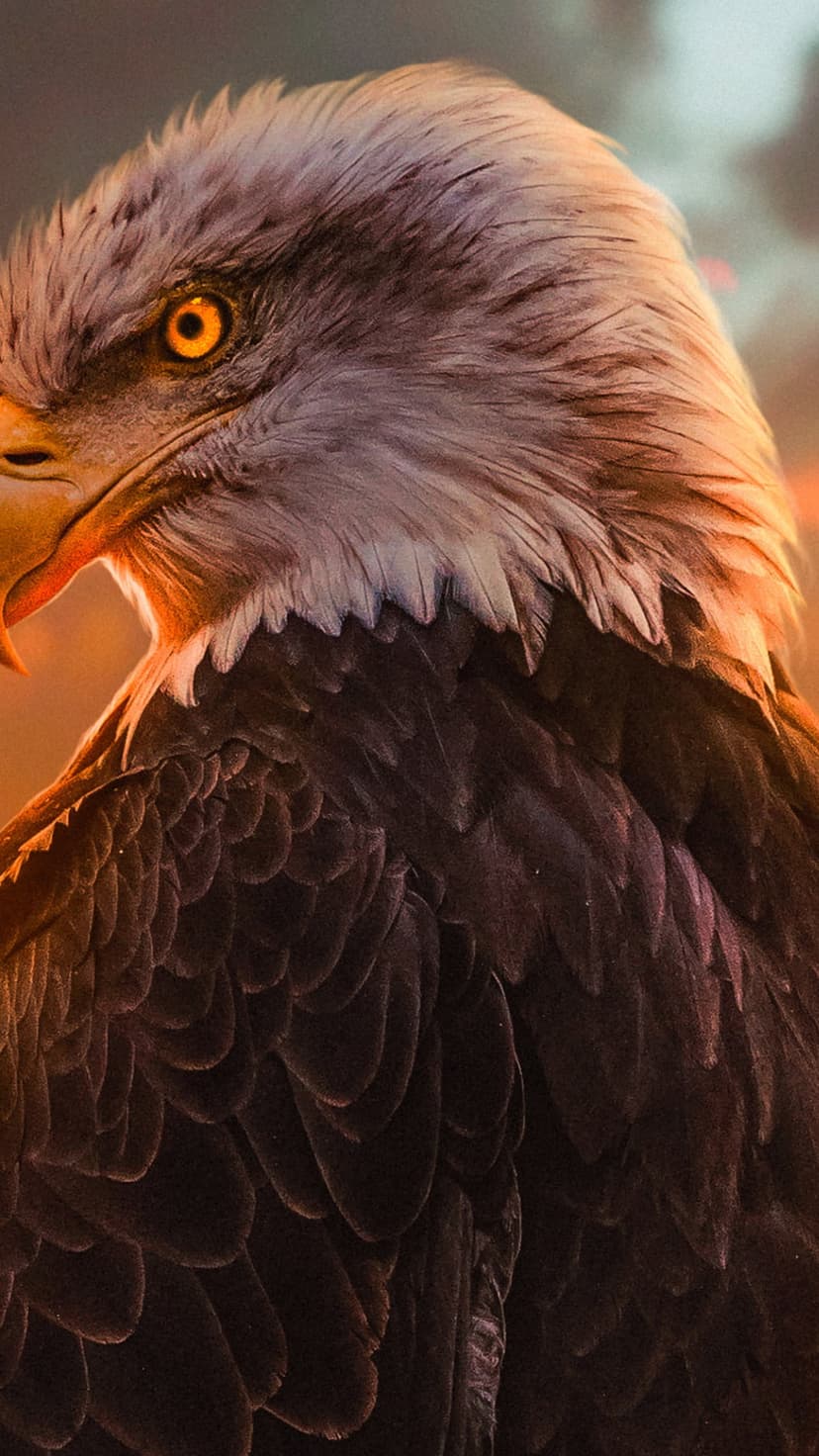 Bald eagle head profile showing a sharp yellow beak and intense golden eye illuminated by warm amber light.