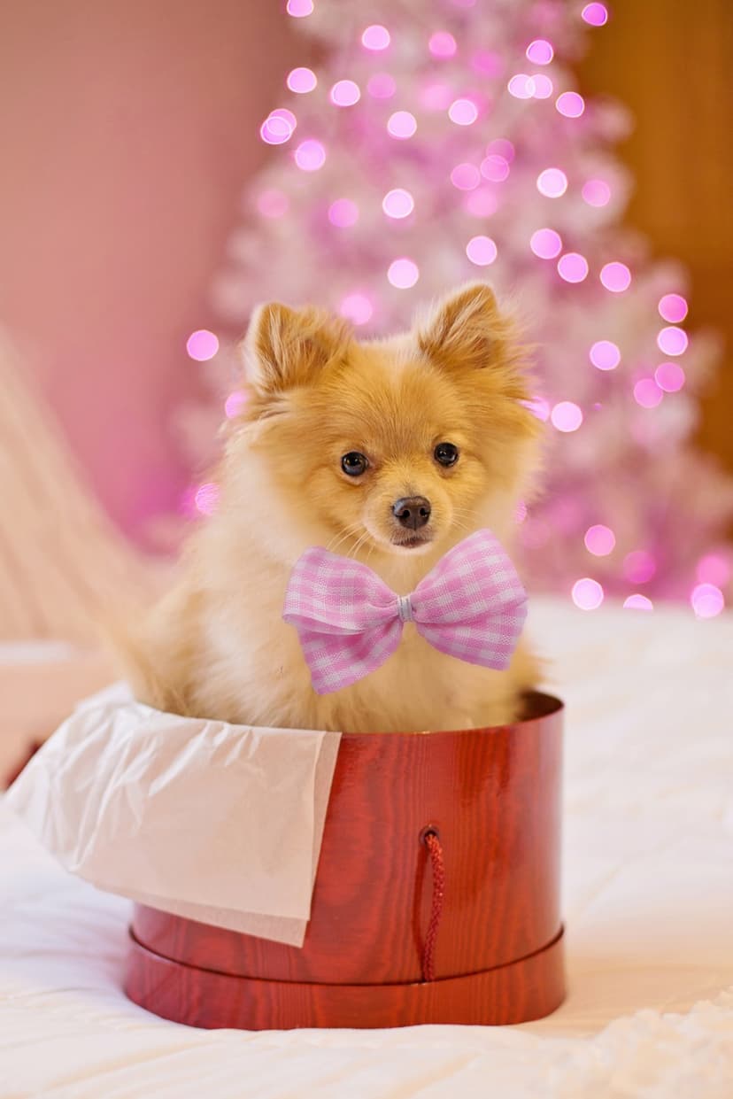 Pomeranian dog in a pink gingham bow tie sits inside a red gift box with a blurred pink Christmas tree backdrop.