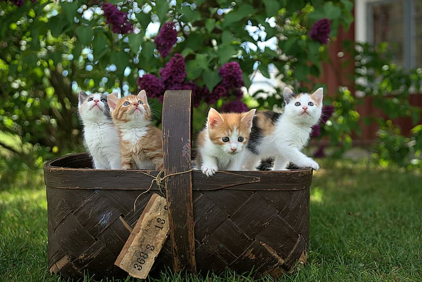 Five kittens with orange and calico fur sit inside a dark woven basket surrounded by purple lilac flowers and grass.