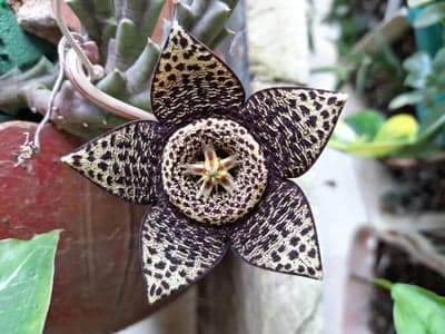 Leopard Starfish Flower Blooming in Garden