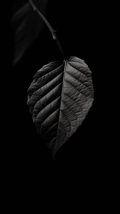 Monochromatic Leaf on Black Background - Minimalist Nature Photography