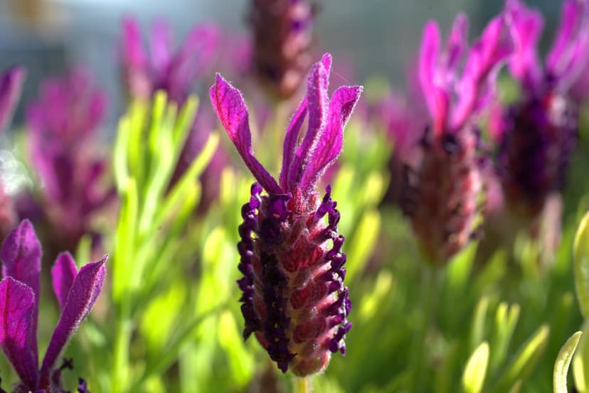 Purple Spanish lavender bracts with delicate textures and small petals stand against a blurred green background.