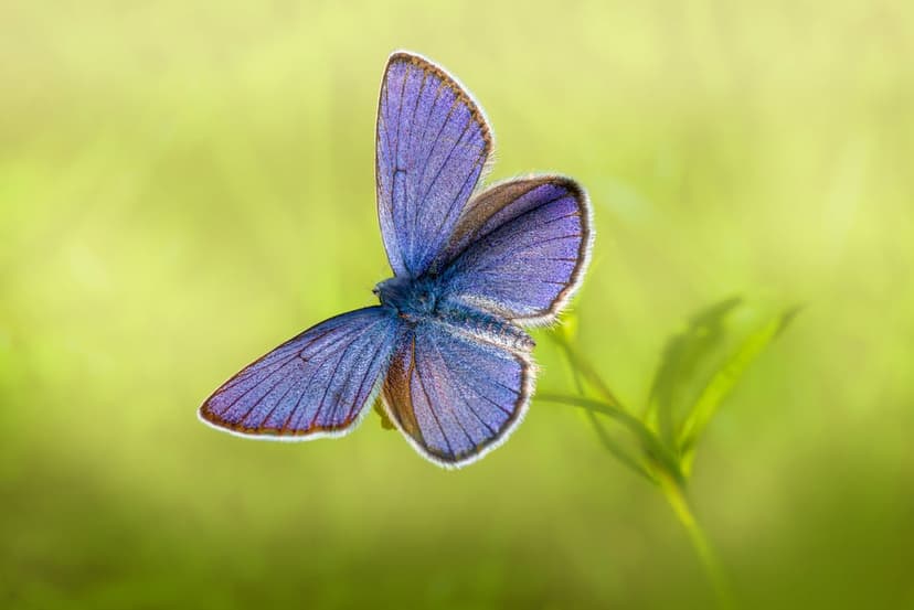 Iridescent blue butterfly perches on a vertical green stem with its wings open showing fine black veining.