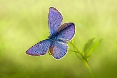 Vibrant Blue Butterfly Macro Mobile Screen Background