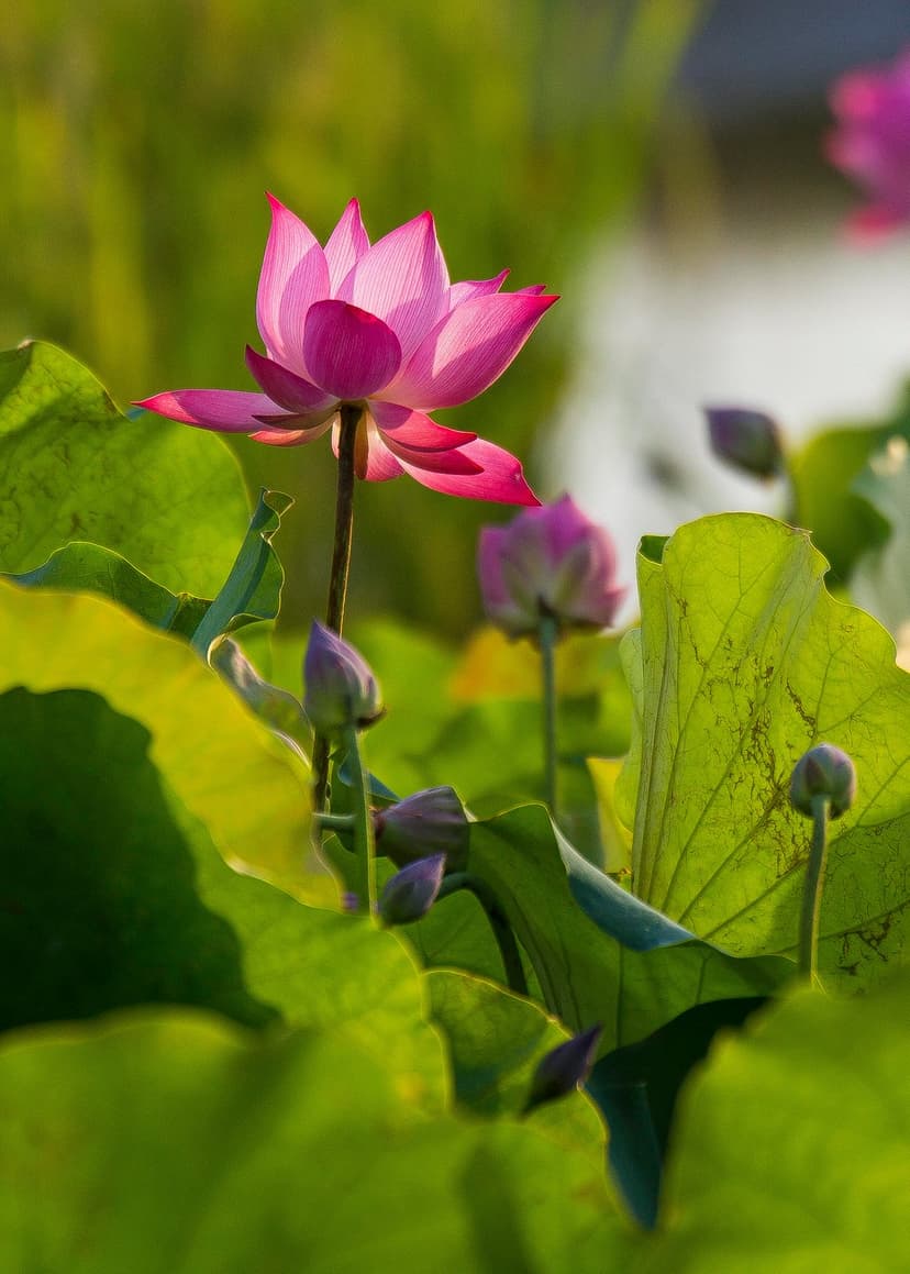 Pink lotus flower blooms in a pond surrounded by floating green lily pads under soft natural light.
