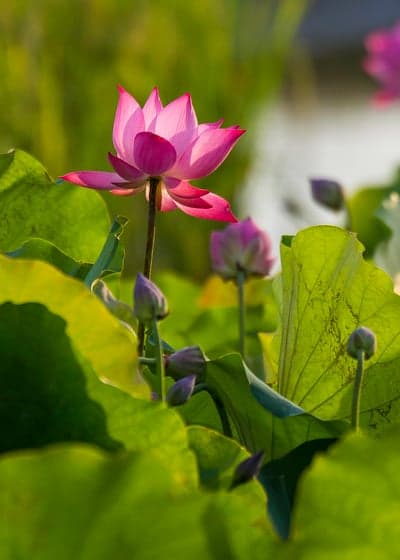 Blooming Pink Lotus and Lily Pads Phone Wallpaper