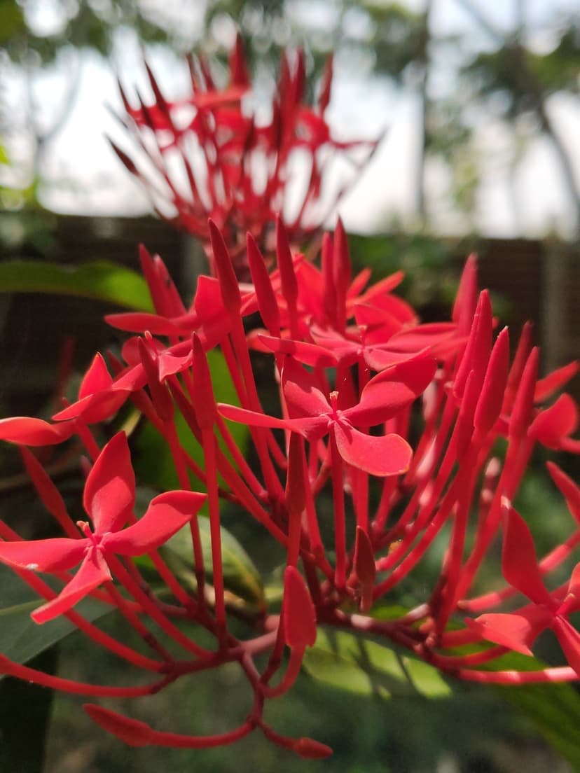 Red Ixora jasmine flowers with star-shaped petals bloom in a tight cluster against a soft green background.
