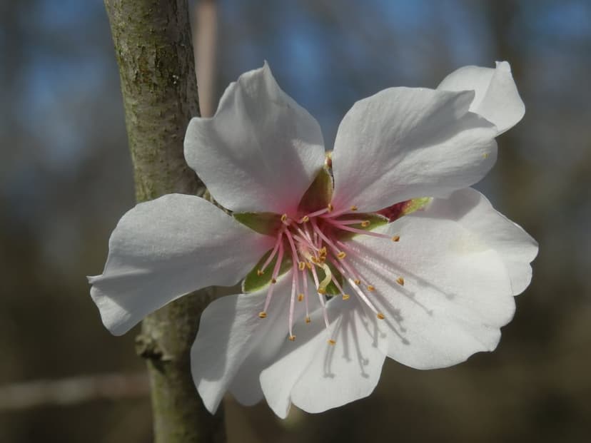 White almond blossom with pink accents and yellow stamens on a tree branch under soft, warm sunlight.