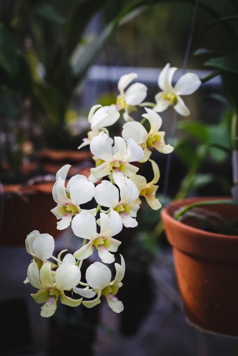 White orchids with yellow centers hang from a stem in a soft-focus greenhouse with lush green plants behind.