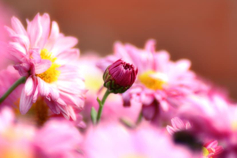 Pink chrysanthemum bud and open flowers with yellow centers against a soft peach and green bokeh background.