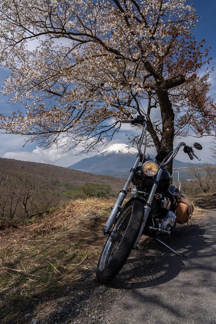 Classic motorbike resting beneath sakura blooms against a clear sky with the distant snowy peak of Mount Fuji.